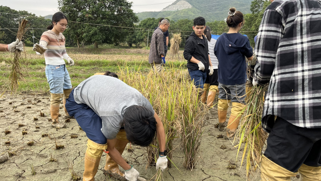 Participants not only learned about the traditional practice of rice farming but also gained hands-on experience in harvesting at Ho Sheung Heung, a village with a rich farming history.