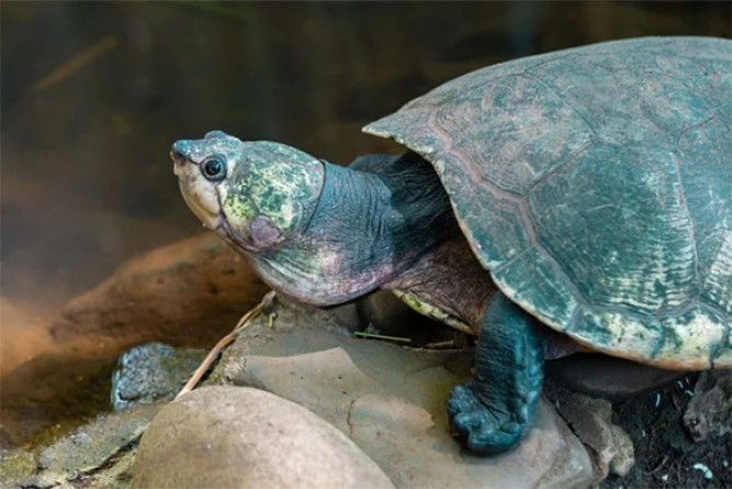Saving the Beale’s Eyed Turtle: Lingnan University and Ocean Park Collaborate on Conservation Efforts