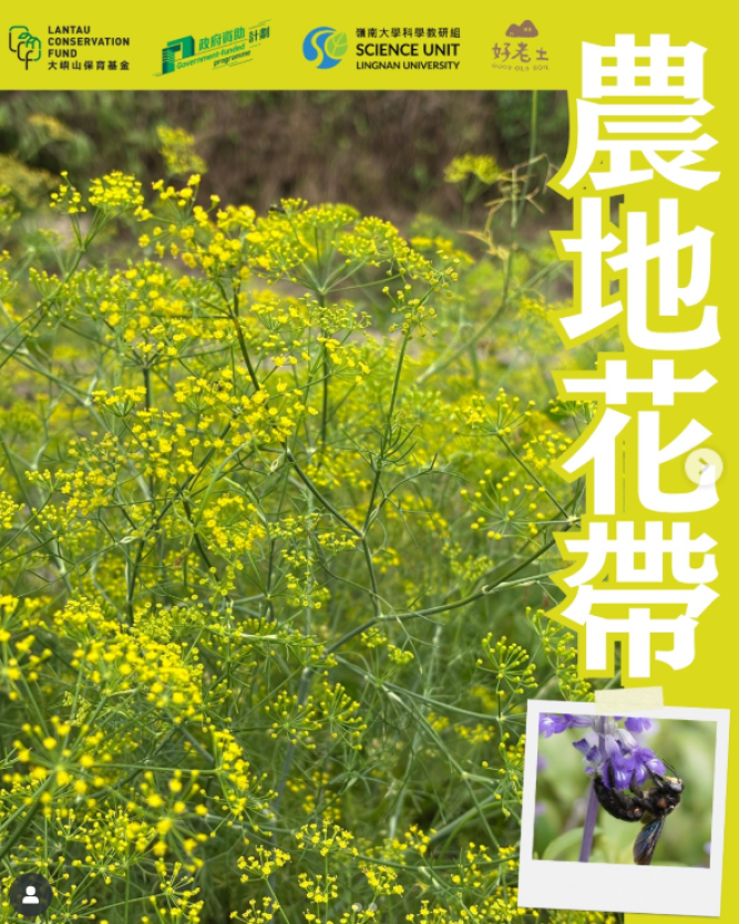 Farm Floral Strips: Enhancing Pollinator Diversity and Farmland Ecology