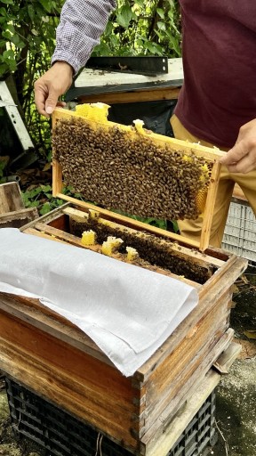 bee