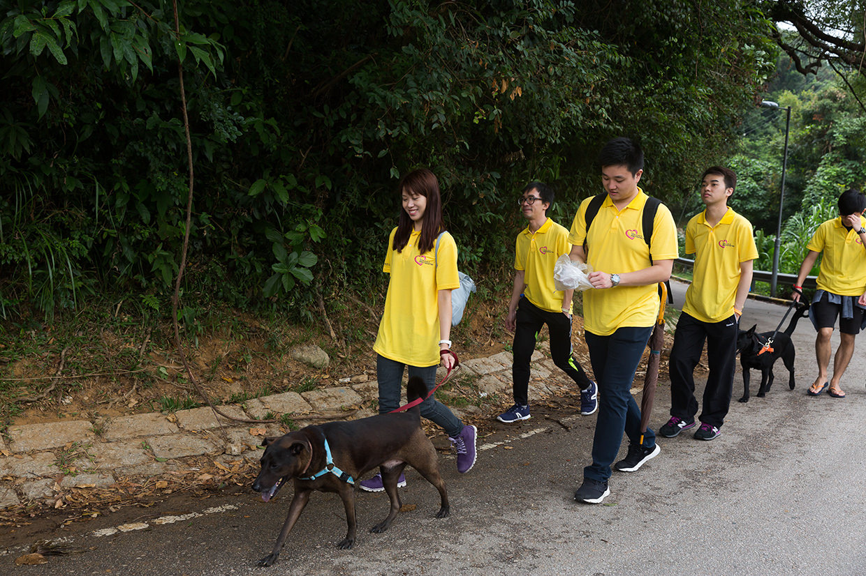 a-pleasant-dog-walking-experience-at-hong-kong-dog-rescue
