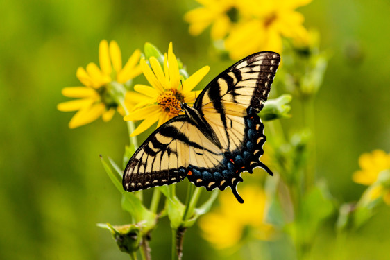 EarthBioGenome Project Hong Kong: Butterflies and Next generation of scientists (LU as Participating University)