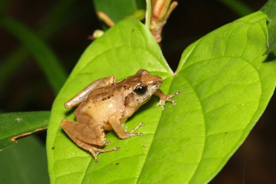 Conservation of Romer's tree frogs: Assessment of population status across Lantau and impacts of emerging threats