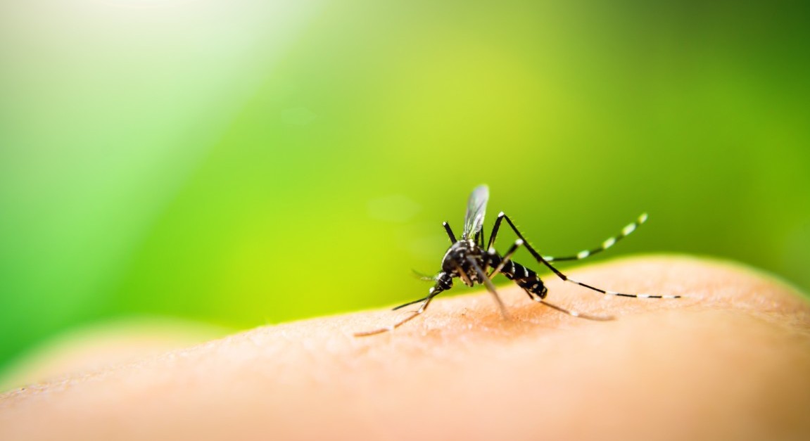 Mosquito-borne Disease Control