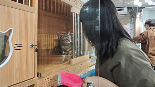 Sham Shui Po Cat Shelter