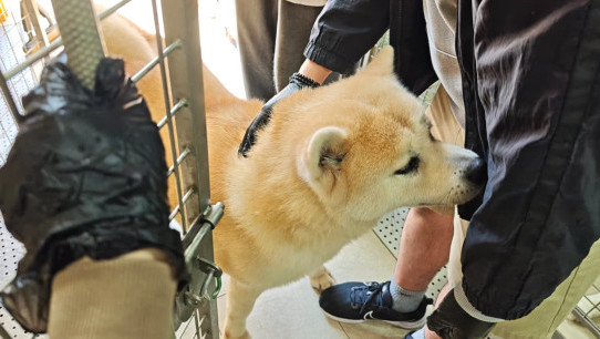 Ko Po Tsuen Dog Shelter
