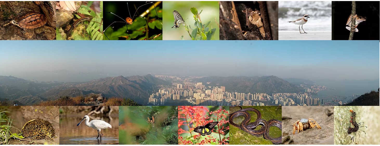 image of valley and animals